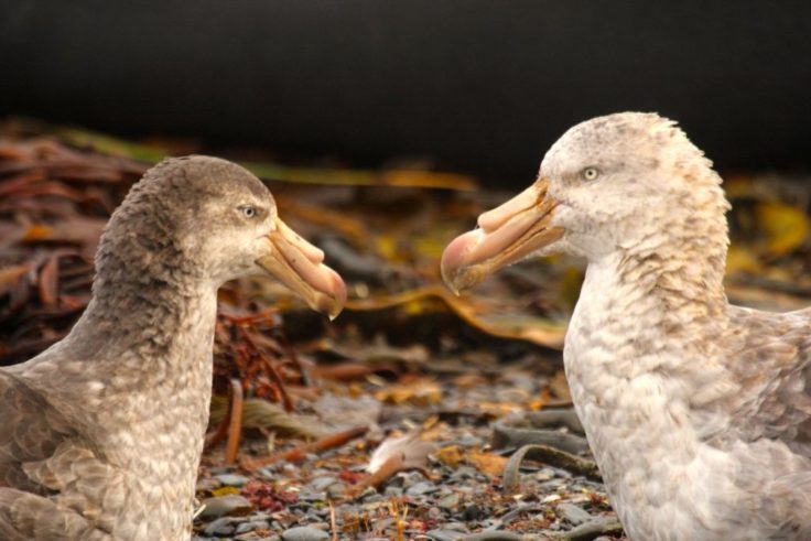 Giant Petrels on Bird Island