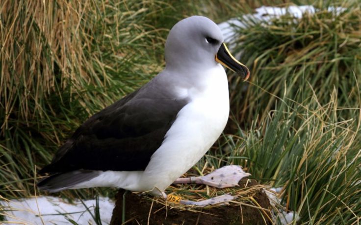 Grey head returns to its nest, awaiting a partner (Sian Tarrant)