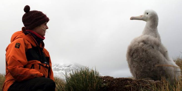 Albatross chicks growing up fast (Siân Tarrant)