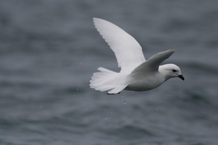 A bird flying over a body of water.