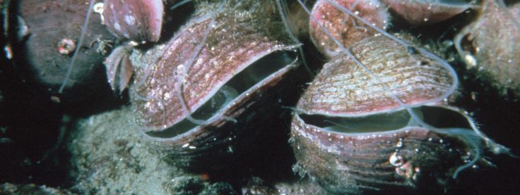 The brachiopod, Liothyrella uva, in its natural underwater habitat near Signy Island