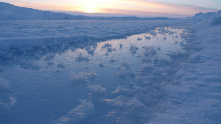 Fragile frost flowers form within hours on top of a recently refrozen open lead (Markus Frey)