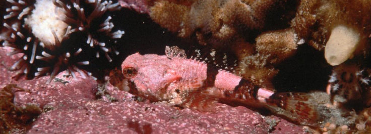 The spiny plunderfish ( Harpagifer antarcticus ) lying on rocks covered with pink encrusting algae ( Lithothamnion ) showing its excellent camouflage capabilities. 