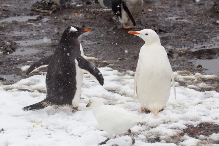 A leucistic gentoo penguin visits Bird Island for the day (Alastair Wilson)