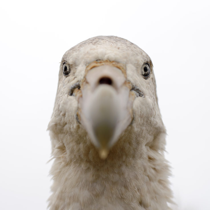 Giant petrel4_coptright Al Wilson