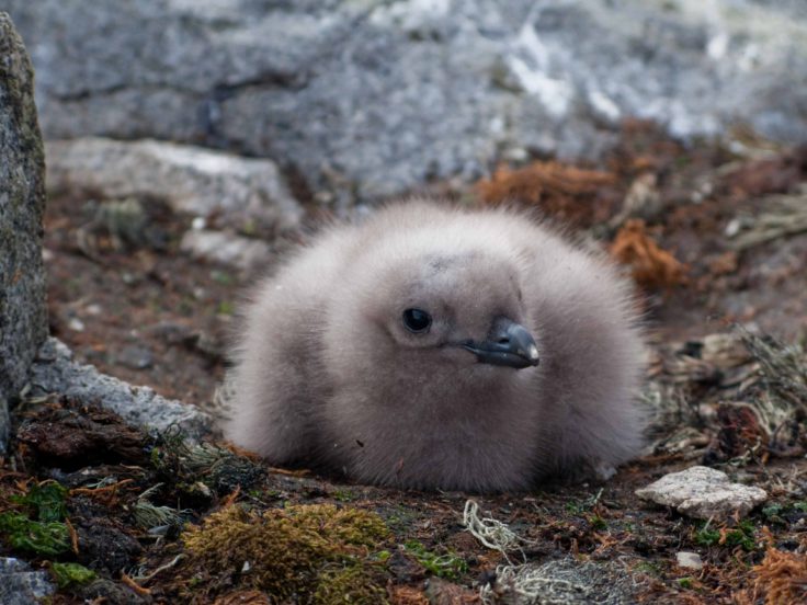 Skua chick at Rothera