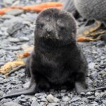 A close up of a seal on a rock.