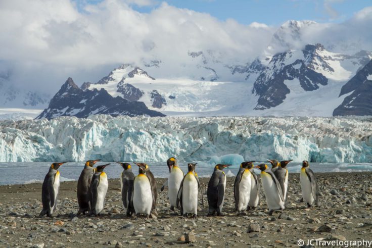 King penguins