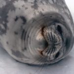 A close up of a seal.