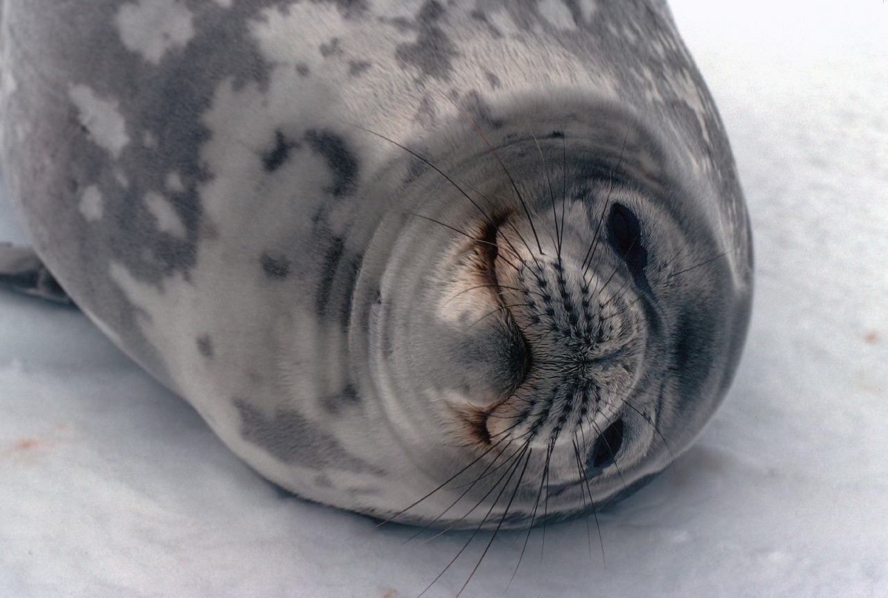 A close up of a seal.