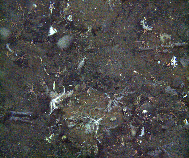 Coral on the sea floor