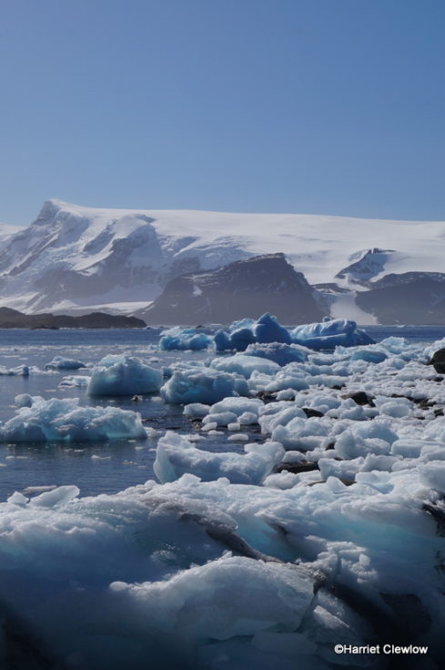 Where ice meets sea at Signy Island