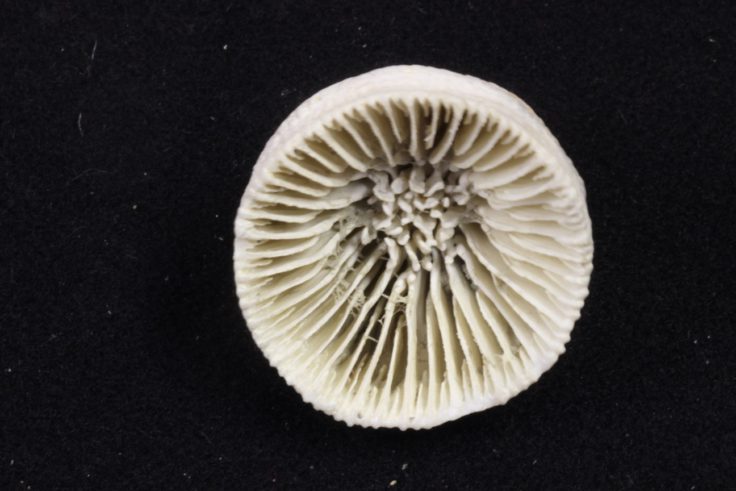 Fossil Coral Skeleton