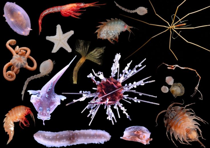 The diversity of seafloor life around the South Orkney Islands