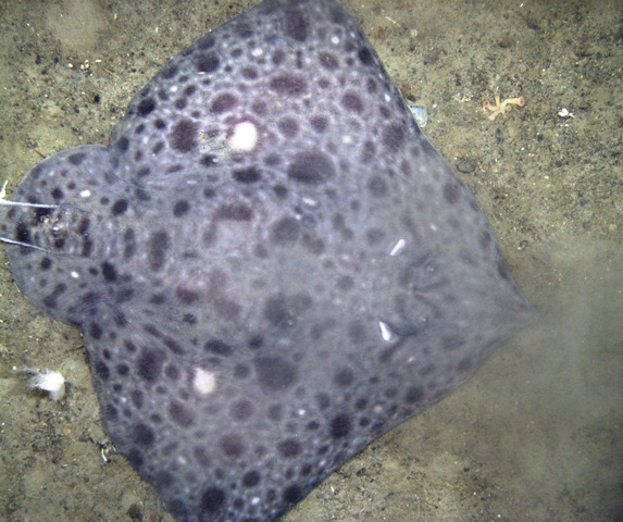 Photo of a ray from the Shallow Underwater Camera System