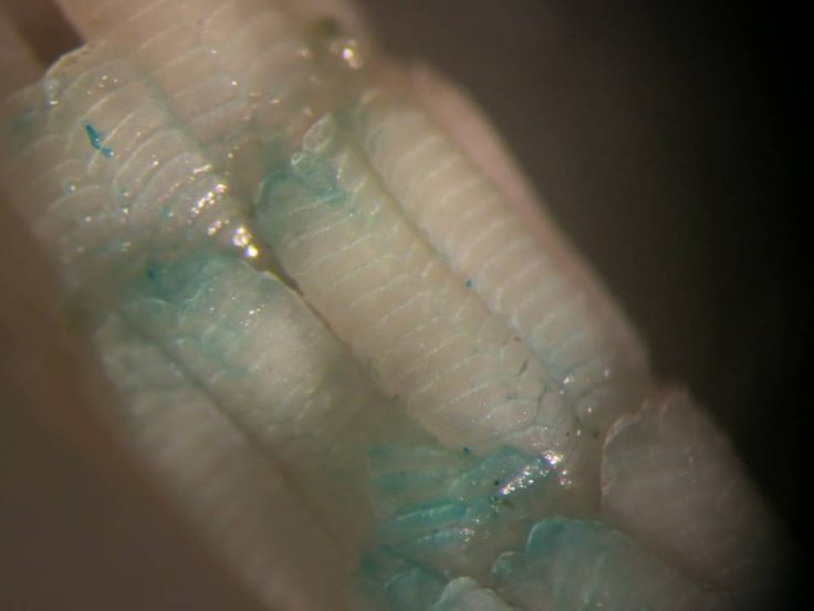 This is an example of Primnoella chilensis, a common sub-Antarctic whip octocoral. I’ve tinged it blue with a marker so I can see the scale more clearly under a microscope. The polyps are about 2.5mm tall.