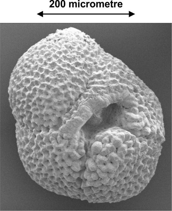 Scanning electron microscope image of a shell of the planktic foraminifer Neogloboquadrina pachyderma (left coiling) from the Southern Ocean (C.. Pudsey)