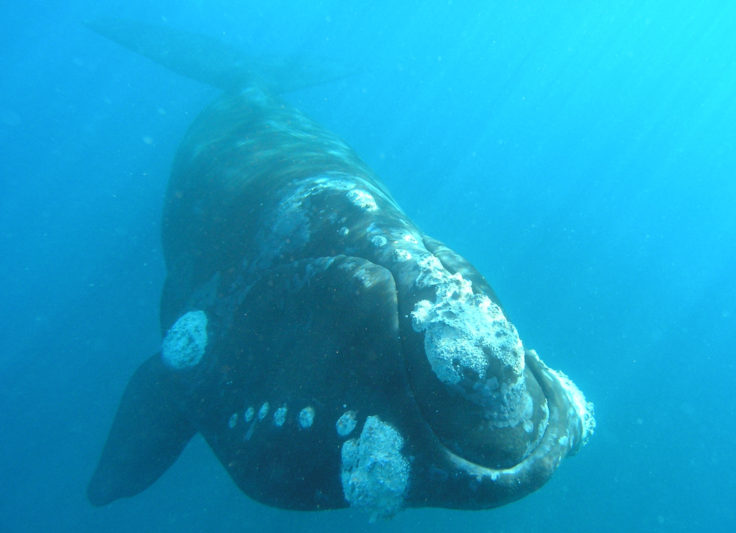 A southern right whale swimming just below the surface Credit: William Rayment