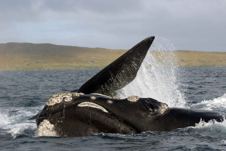 A whale rolling on the surface Credit: Carlos Olavarria