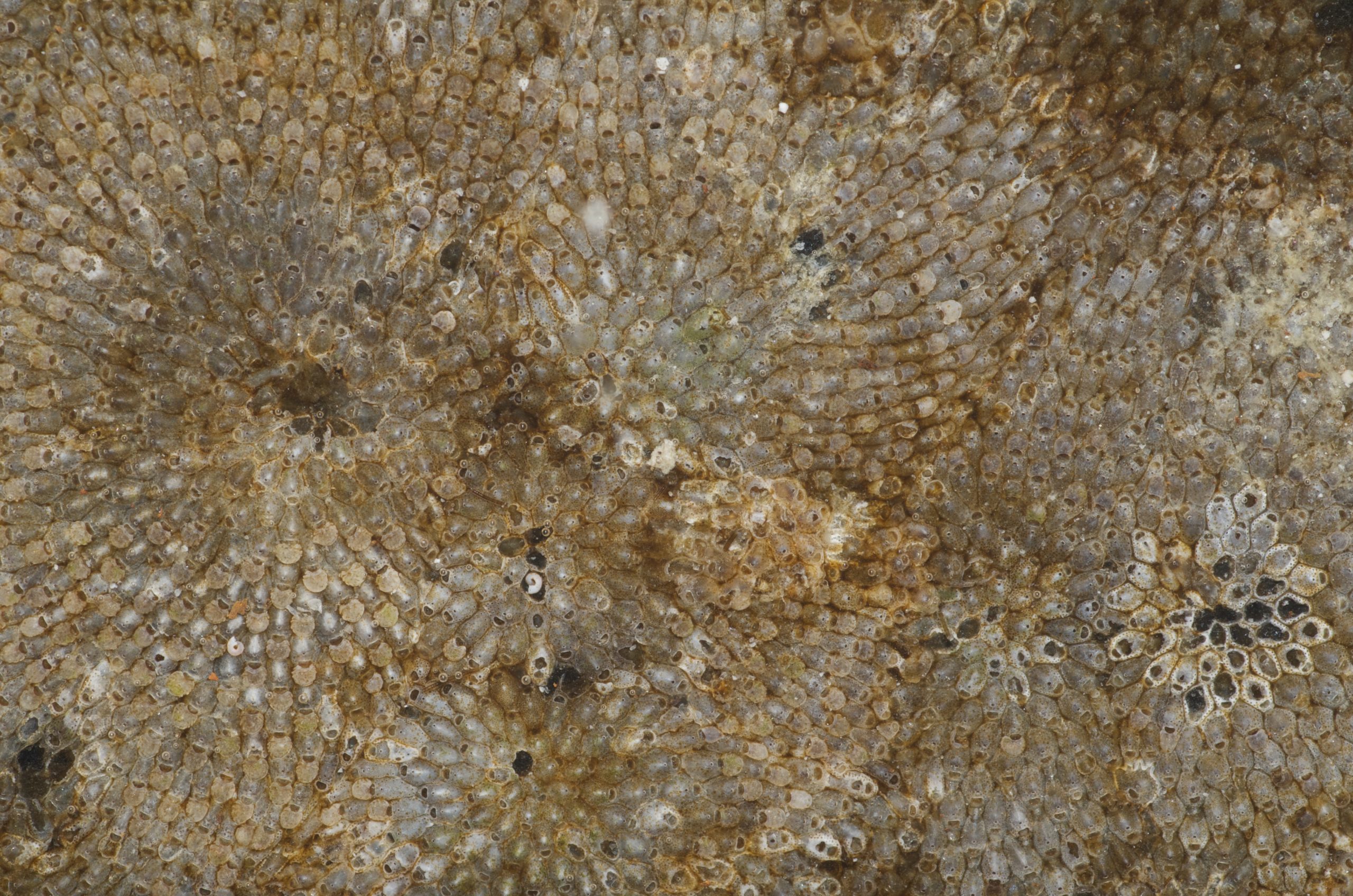 A close up of a fish.