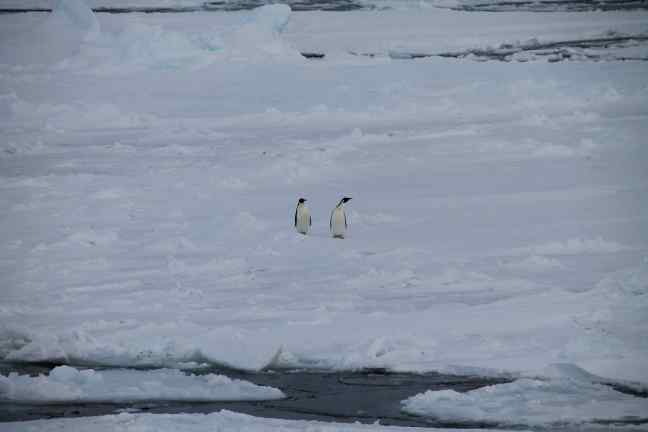 Some inquisitive emperor penguins checking out the RSS James Clark Ross