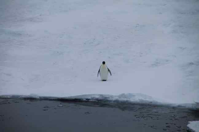 A lone emperor penguin on the ice