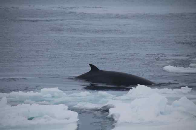 Minke whale breaching between ice floes