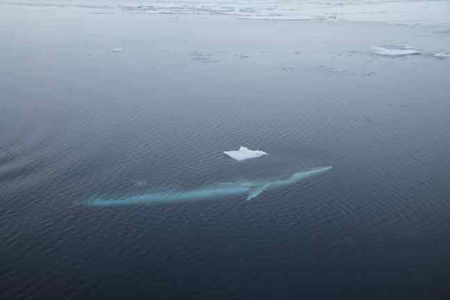 Minke whale as seen through very clear water
