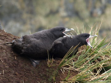 white-chinned petrel