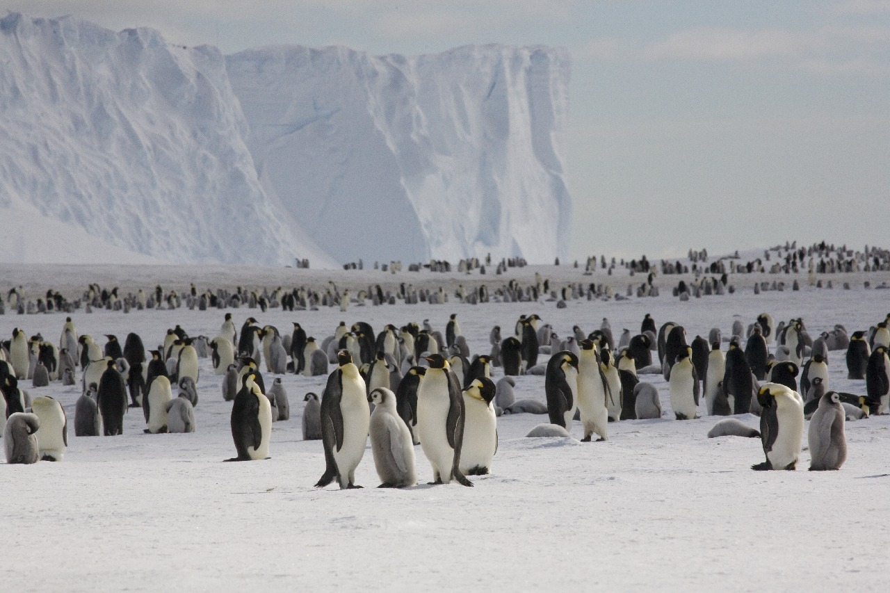 A group of people posing for Penguins