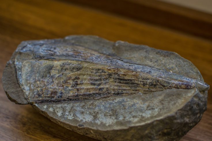 Antarctic fossil