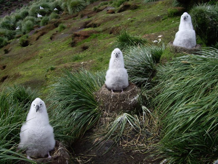 A flock of birds sitting on top of a grass covered hillside.