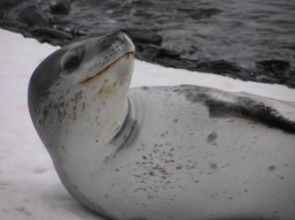 A close up of a seal on the beach.