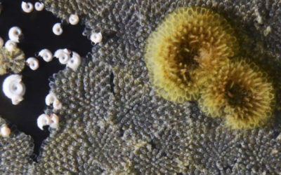 Antarctic bryozoans fighting for space