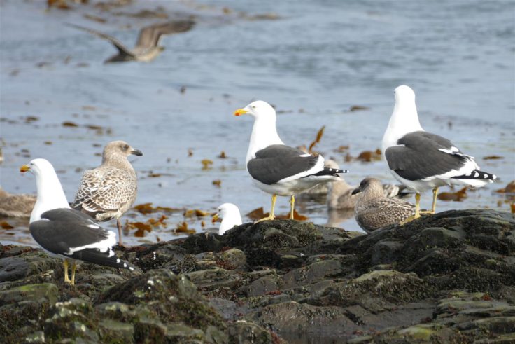 Tim Morley blog - Kelp gulls