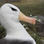 A close up of a bird.