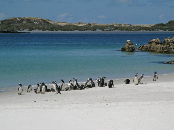 A flock of birds standing on top of a sandy beach.