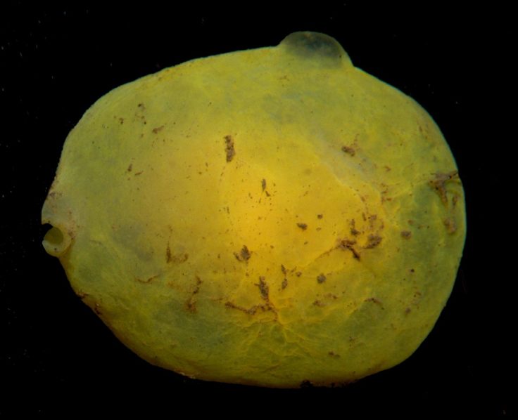 The common sea lemon Marseniopsis sp, which is a gastropod mollusc (snail). 