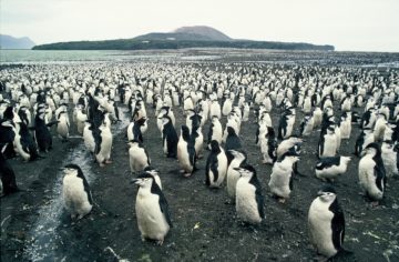 A flock of penguins