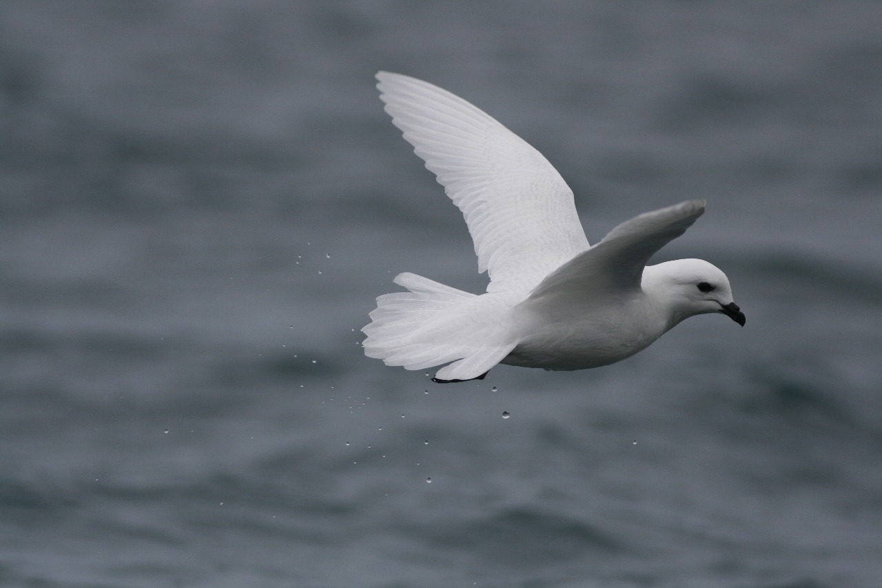 A bird flying over a body of water.