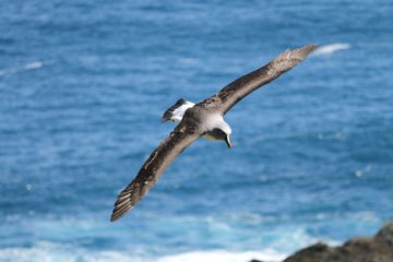 A bird flying over a body of water.