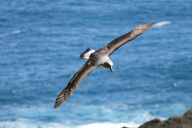 A bird flying over a body of water.