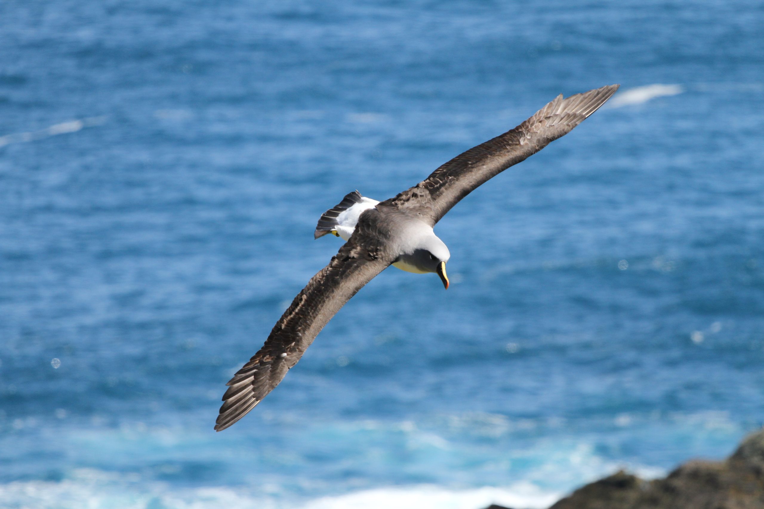 A bird flying over a body of water.
