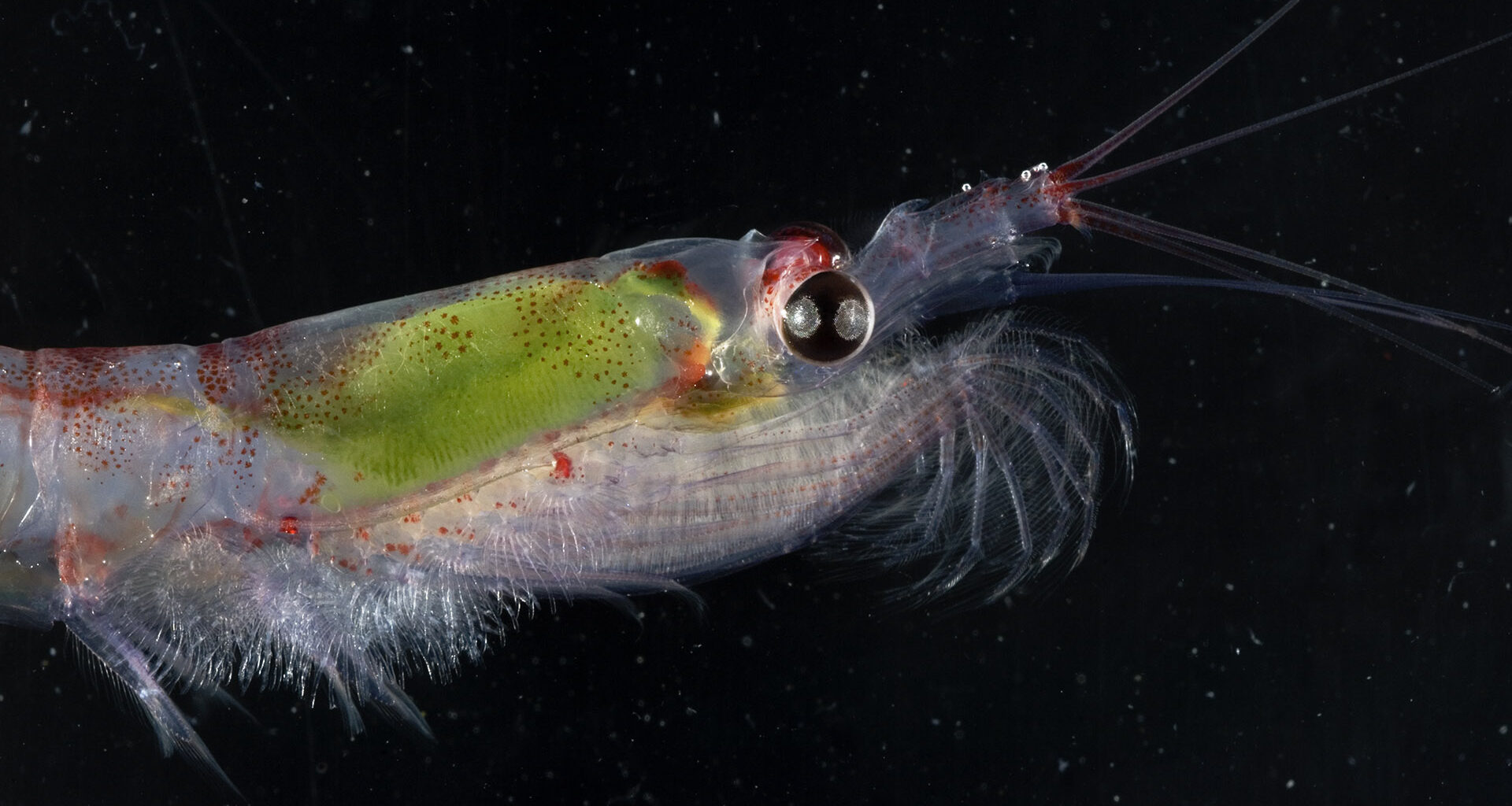 A fish swimming under water