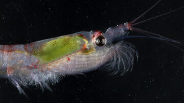 A fish swimming under water