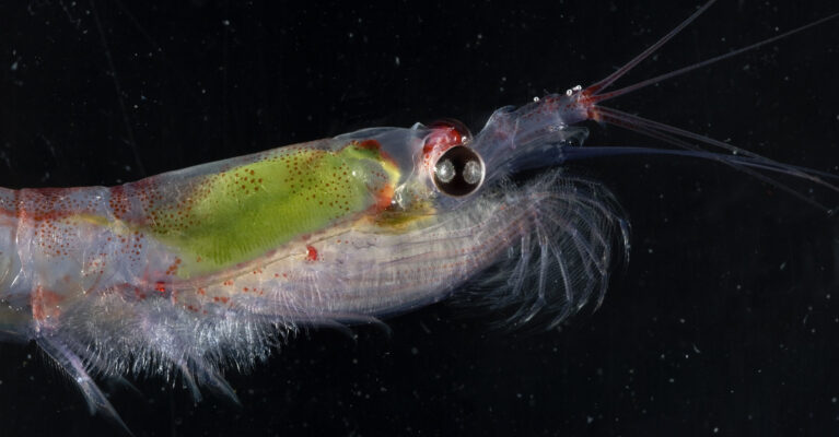 A fish swimming under water