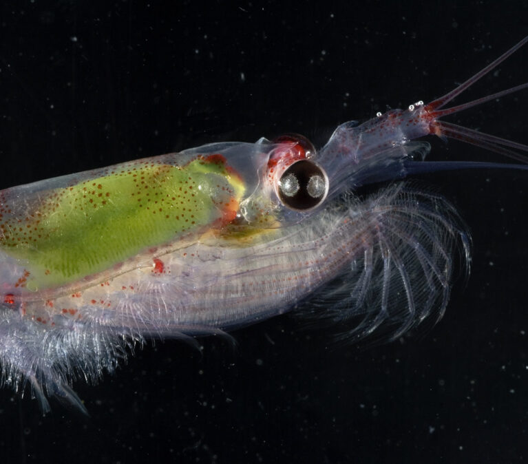 A fish swimming under water