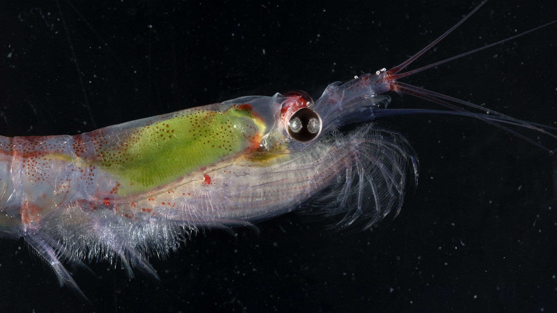 A fish swimming under water