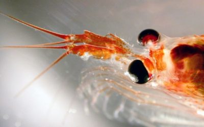 A close up of a shrimp.