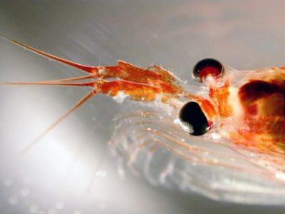A close up of a shrimp.
